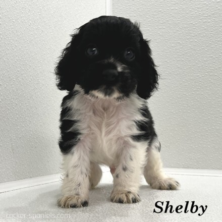 puppy, for, sale, Cocker Spaniel, Joe & Cherri  Overlease, dog, breeder, Miller, MO, dog-breeder, puppy-for-sale, forsale, nearby, find, puppyfind, locator, puppylocator, aca